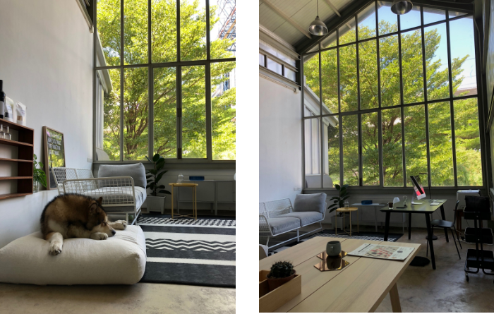 Designers, Workspace & Their Pet 12