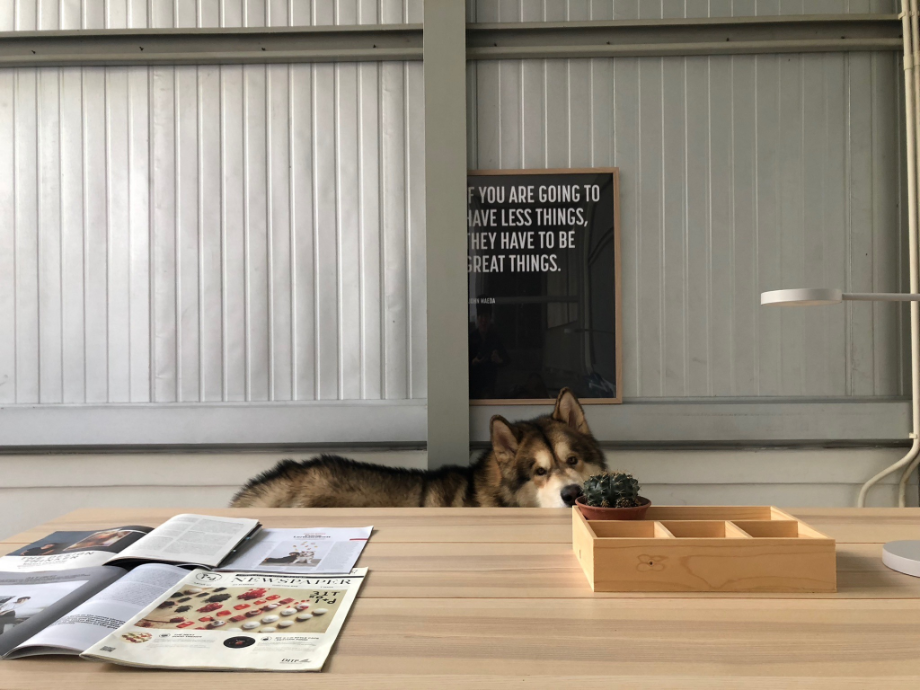 Designers, Workspace & Their Pet 13