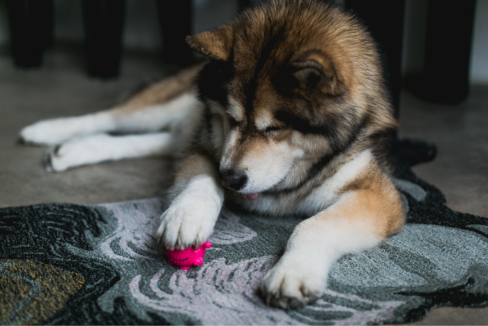 Designers, Workspace & Their Pet 14