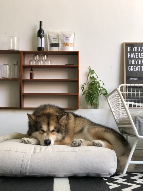 Designers, Workspace & Their Pet 16