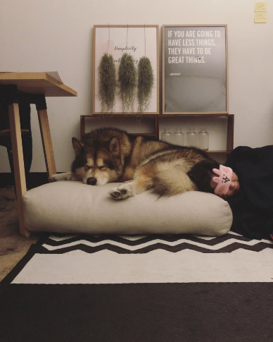 Designers, Workspace & Their Pet 17