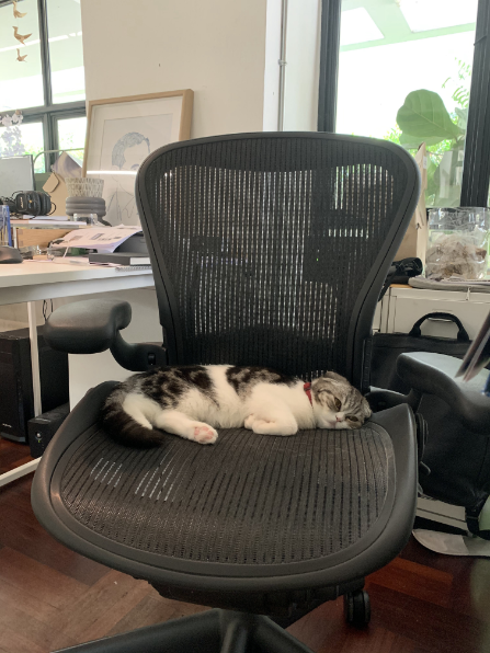 Designers, Workspace & Their Pet 19