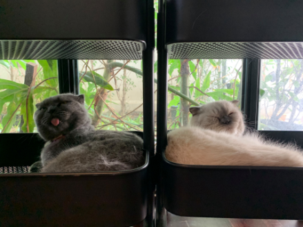 Designers, Workspace & Their Pet 20