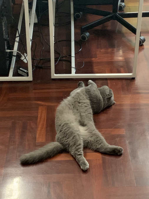 Designers, Workspace & Their Pet 21
