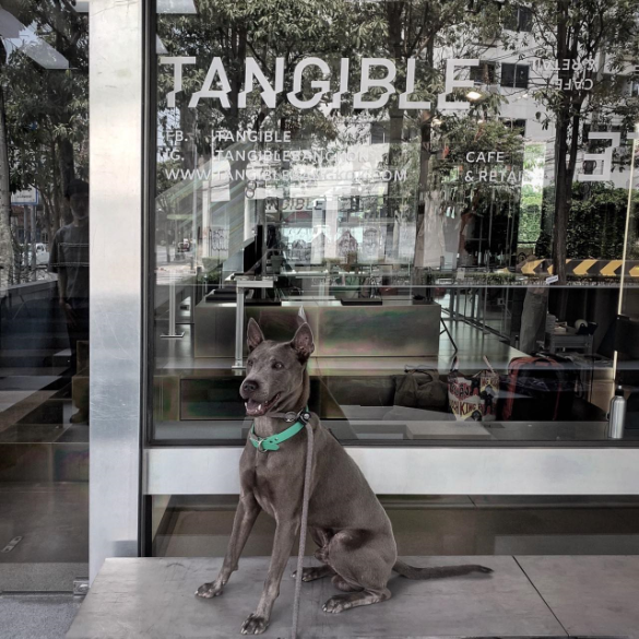 Designers, Workspace & Their Pet 4