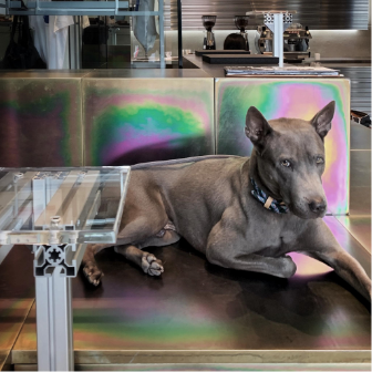Designers, Workspace & Their Pet 5