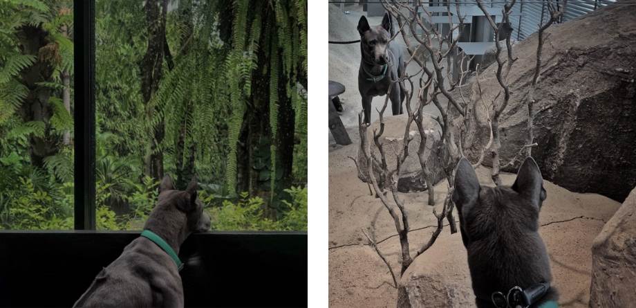 Designers, Workspace & Their Pet 6